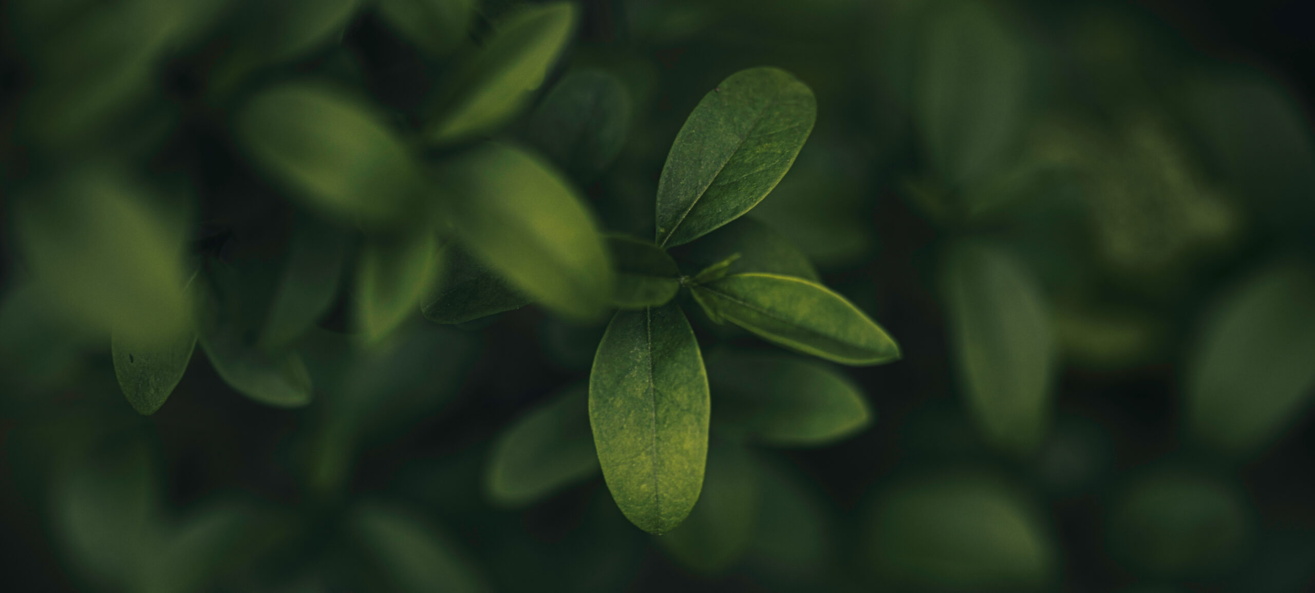 Gros plan sur des feuilles elliptiques vert foncé, parsemées de gouttes d’eau brillantes, avec un arrière-plan feuillu flou